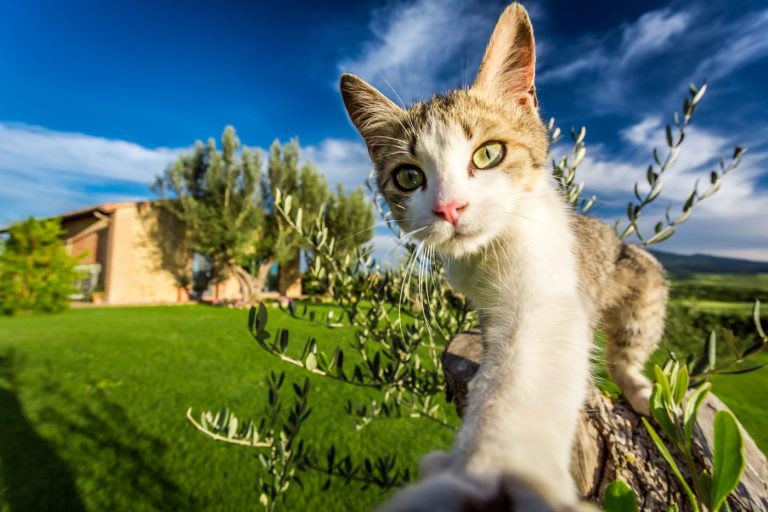 Quand faire castrer son chat : le meilleur moment pour la santé de votre animal