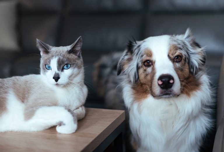 Les chats et les chiens se détestent-ils vraiment ?