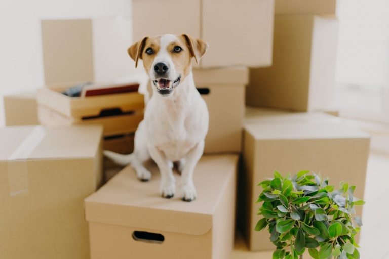 Les meilleures races de chiens pour vivre dans un petit appartement