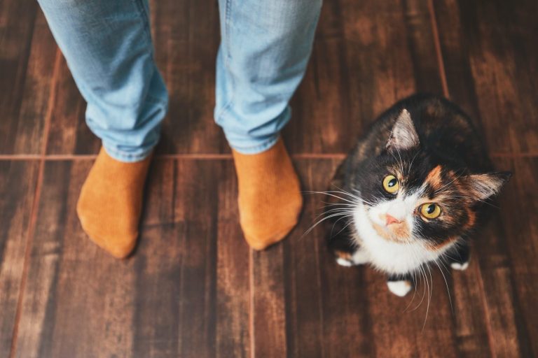 Comment détecter la dépression chez votre chat ?