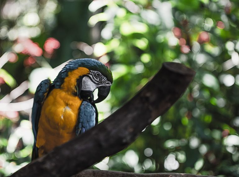 Comment choisir la cage idéale pour votre perroquet ?