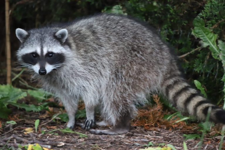 Aux États-Unis, les ratons laveurs comme animaux de compagnie : pourquoi et comment ?