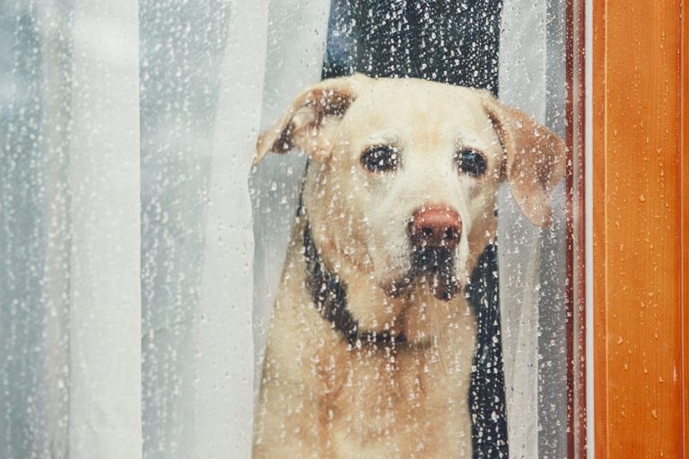 Comment réagir lorsque votre chien ne veut pas manger ?