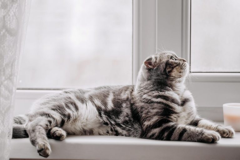 Créer un havre de paix pour les chats : Gérer le stress des félins