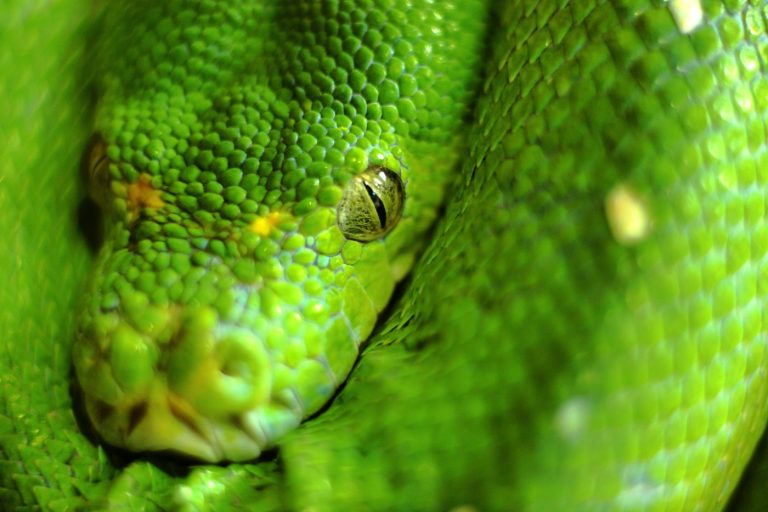 Les espèces de serpents venimeux les plus dangereuses de notre planète