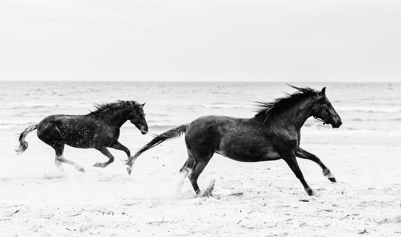 chevaux qui courent