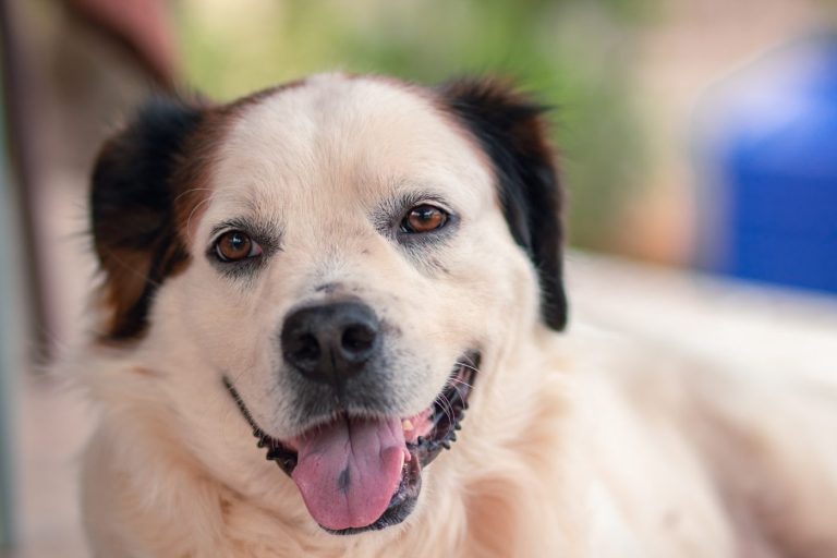 Apprendre à vivre avec un chien sourd : conseils et astuces