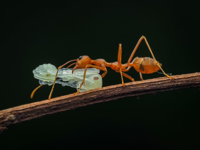 Intelligence Collective : Les Fourmis Démontrent des Compétences Étonnamment Avancées