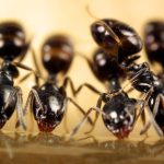 ants-feeding-2021-08-26-16-38-30-utc