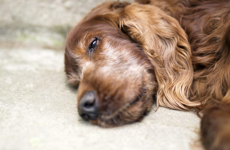 Les bienfaits de l’hydrothérapie chez les chiens âgés et arthritiques