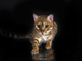chat du bengale