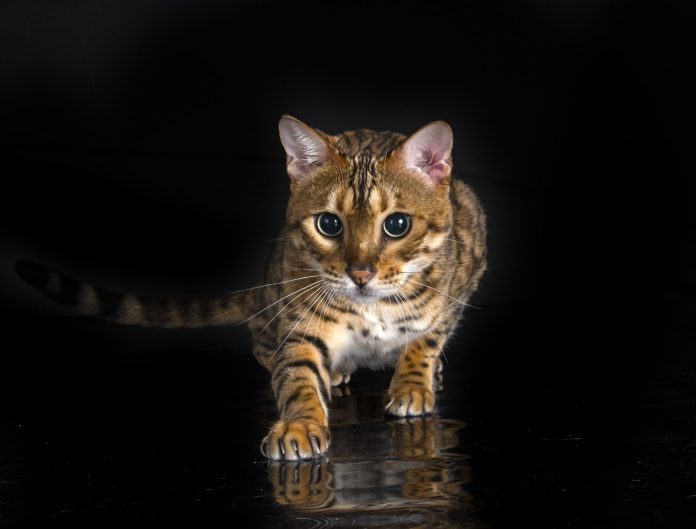 chat du bengale