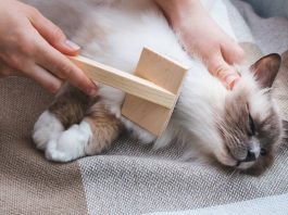 chats eviter poils