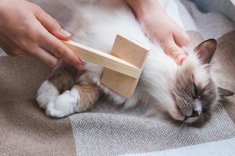 Chats : comment éviter les boules de poils ?