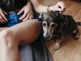 langage corporel chien