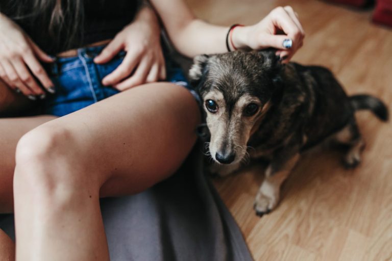 Le guide ultime pour comprendre le langage corporel des chiens