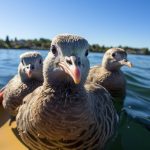 Les Pigeons Voyageurs : Des Compétences de Navigation Naturelle à Découvrir