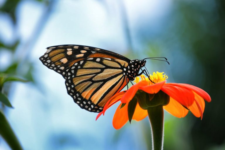 Le Voyage incroyable des Papillons Monarques : Une Migration à Couper le Souffle