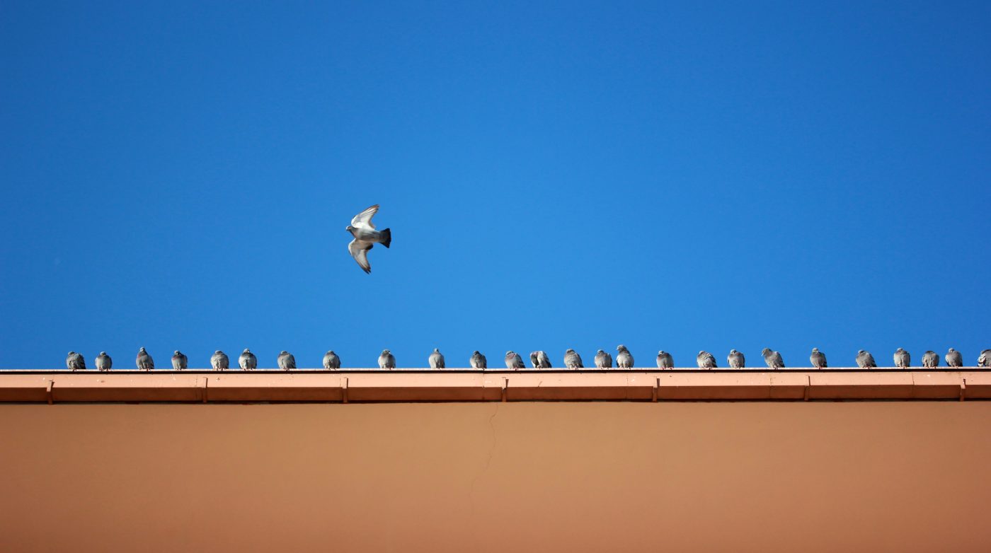 pigeons sur un toit
