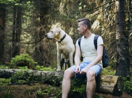chien en foret