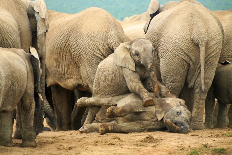 Anomalie mortelle frappe 350 éléphants en Afrique : Les scientifiques découvrent la terrifiante cause !