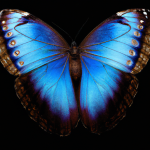 decouvrez-la-fascinante-histoire-du-morpho-bleu-et-les-menaces-qui-pesent-sur-cet-insecte-emblematique