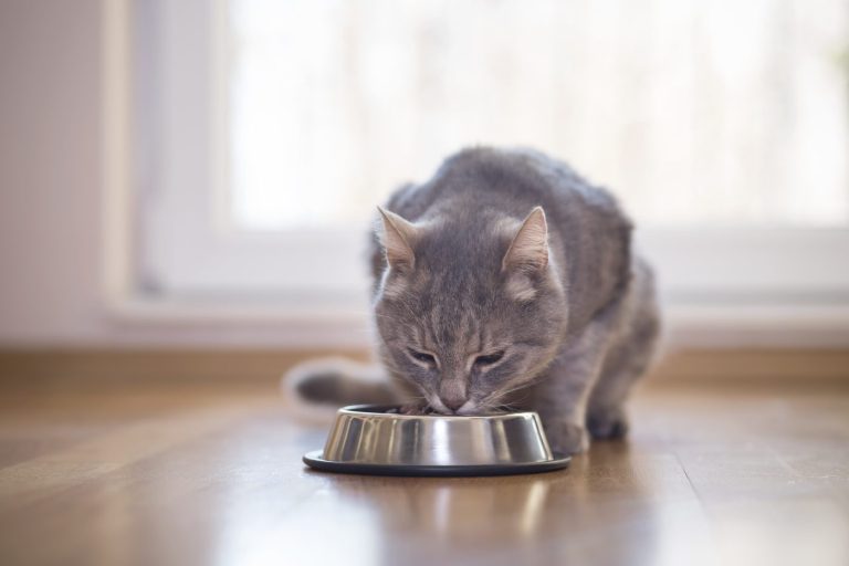 Quelles sont les meilleures croquettes pour les chats ?