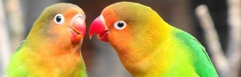 Amateurs d’oiseaux, ce qu’il faut savoir avant d’acheter ses premiers Inséparables